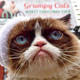 Illustration for article titled I Met Grumpy Cat and It Was Fucking Abysmal